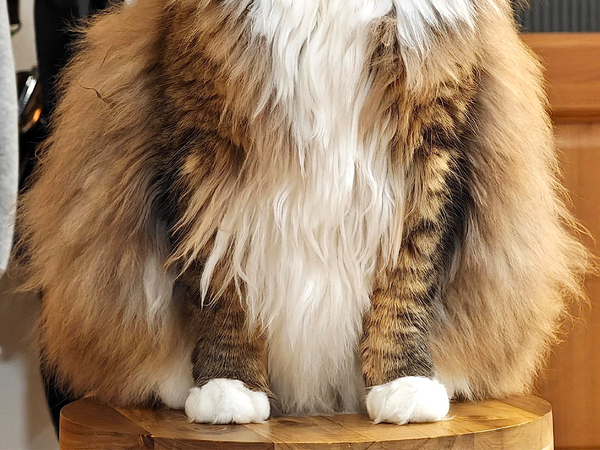 飼い主「世界一かわいいよ」　次の展開に「まさに猫」「この世の真理だ」