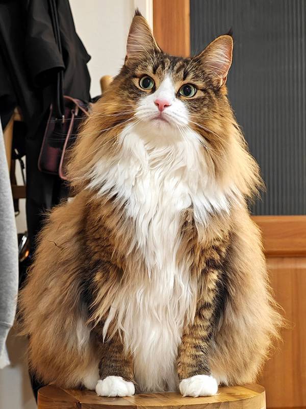 飼い主「世界一かわいいよ」　次の展開に「まさに猫」「この世の真理だ」