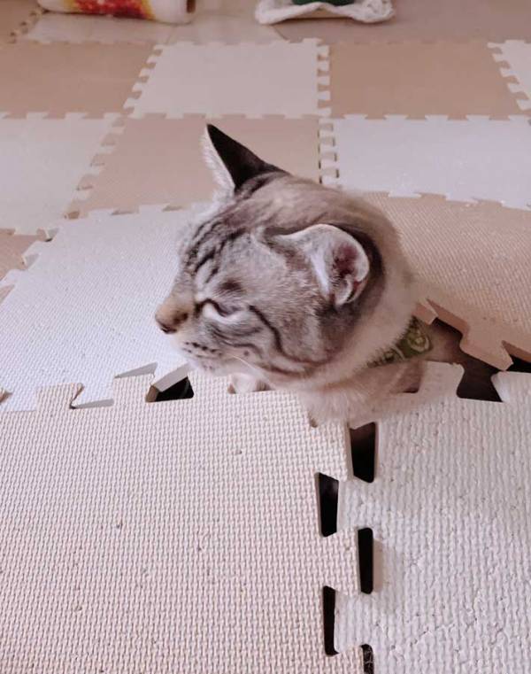 雷が鳴った時の猫　飼い主が笑った理由に「大地の神かな」「生えている…」