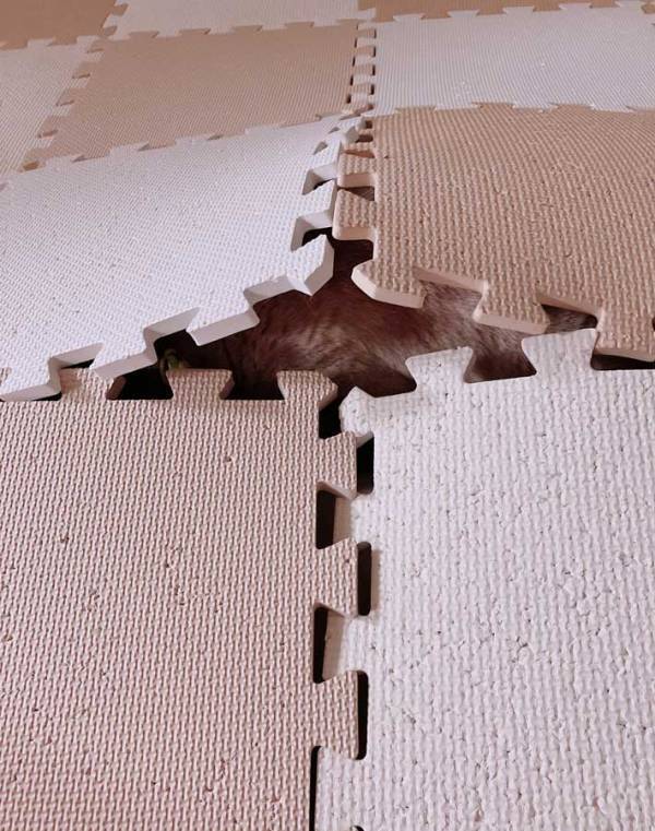 雷が鳴った時の猫　飼い主が笑った理由に「大地の神かな」「生えている…」