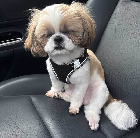 ドッグランで遊んだ犬　帰り際の様子に「笑った」「５歳くらい老けた？」