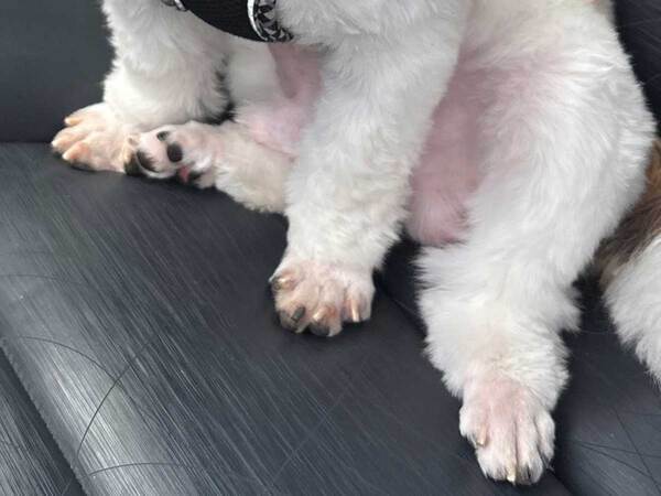 ドッグランで遊んだ犬　帰り際の様子に「笑った」「５歳くらい老けた？」