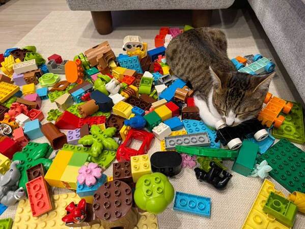 一点を凝視する猫　視線の先には…「すごい」「大物だ」