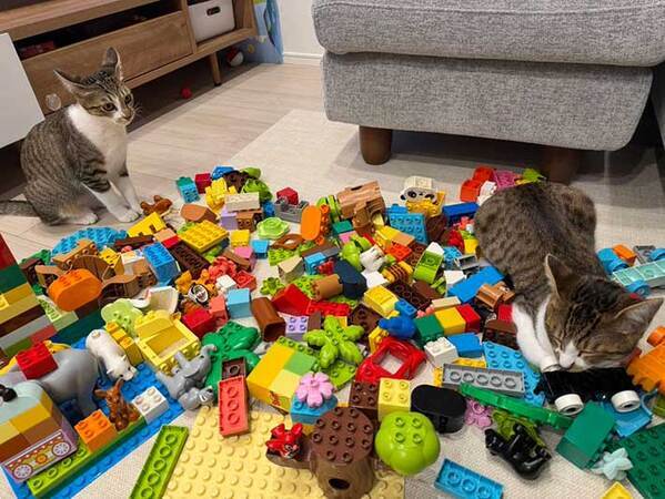 一点を凝視する猫　視線の先には…「すごい」「大物だ」