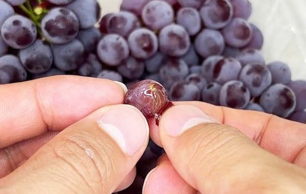 面倒なデラウェアの皮むき　一気に終わる方法に「もっと気軽に買える」