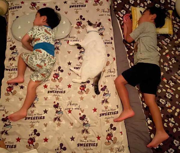 すやすやと眠る猫　横にいるのが？「尊い」「泣ける」