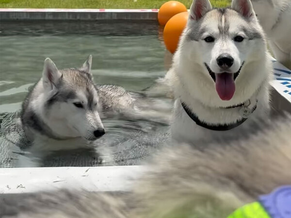 プールにやって来た３匹のハスキー　泳ぐと思いきや…