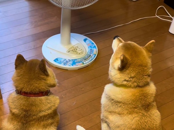 扇風機で涼む柴犬２匹　風のいたずらに「声出して笑った！」