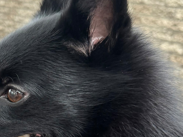 飼い主「ドッグランでも会うのは珍しい」　聞き慣れない『犬種』に「初めて知った！」