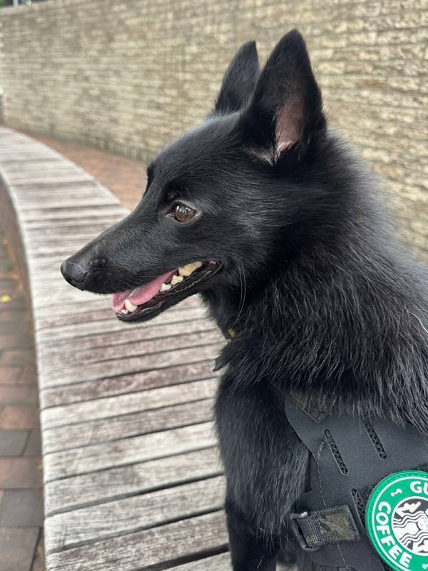 飼い主「ドッグランでも会うのは珍しい」　聞き慣れない『犬種』に「初めて知った！」