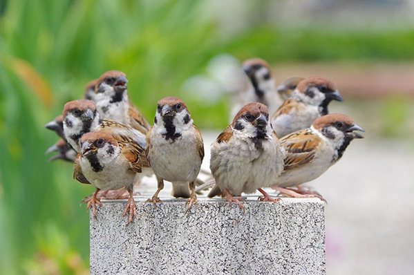 野鳥界の『EXILE』？　スズメ１０羽をとらえた１枚に「豪華すぎる！」