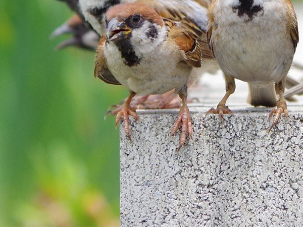 野鳥界の『EXILE』？　スズメ１０羽をとらえた１枚に「豪華すぎる！」