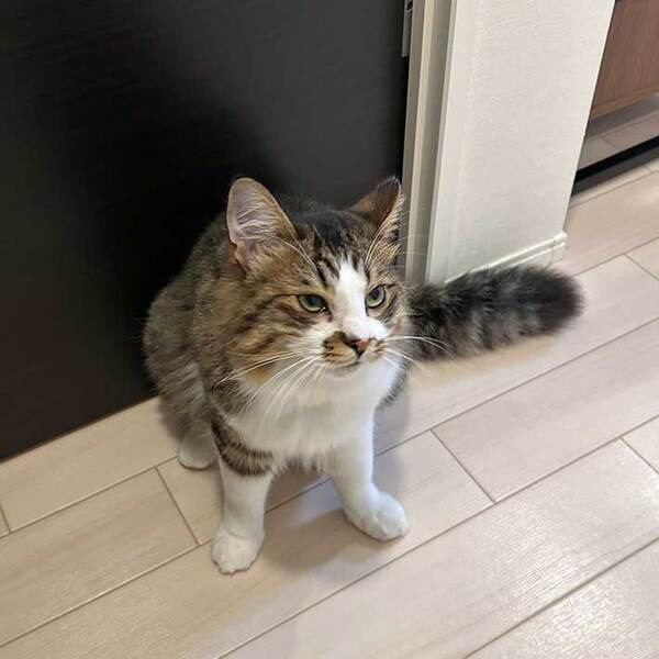 「帰ってすぐになでなかっただけ」　猫の表情に「笑った」「マジ切れしてる」