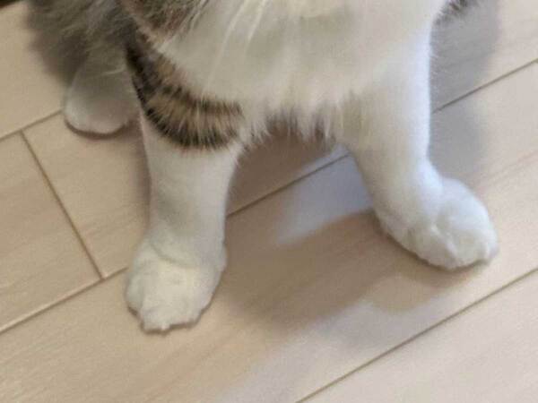 「帰ってすぐになでなかっただけ」　猫の表情に「笑った」「マジ切れしてる」