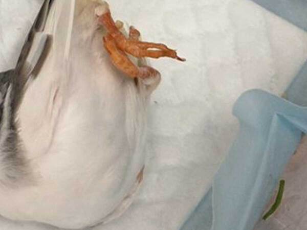 女性がかごをのぞくと…　中にいるのは？「悲鳴が出そう」