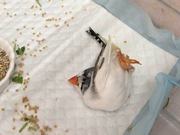 女性がかごをのぞくと…　中にいるのは？「悲鳴が出そう」