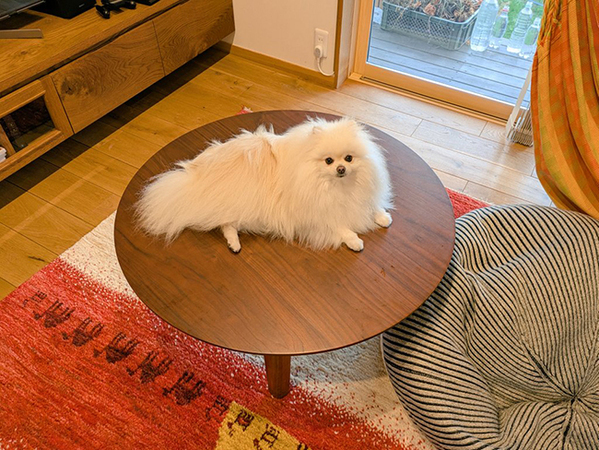 部屋を開けると、ポメラニアンが？　まさかの光景に「ある意味賢い」「分かってんな」