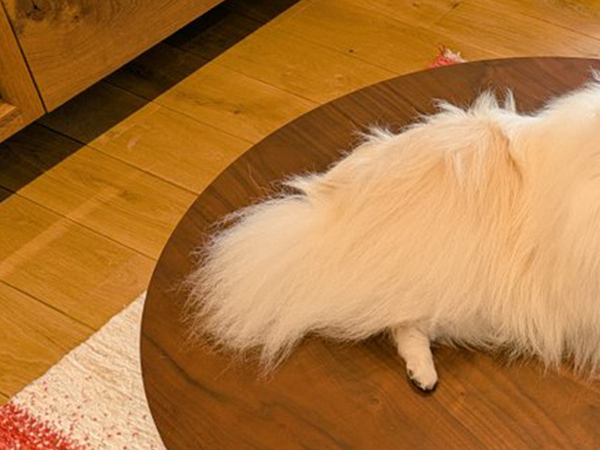 部屋を開けると、ポメラニアンが？　まさかの光景に「ある意味賢い」「分かってんな」