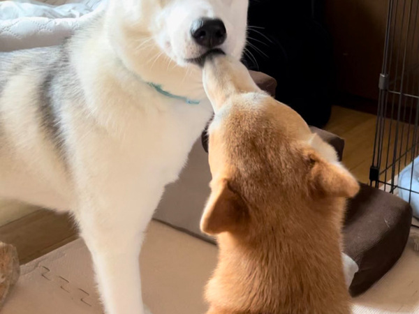 突然唇を奪われたハスキー　見せた反応に「艶っぽい」「乙女な表情」