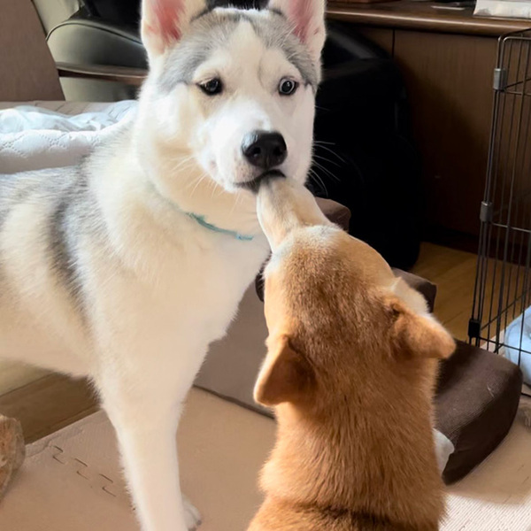 突然唇を奪われたハスキー　見せた反応に「艶っぽい」「乙女な表情」