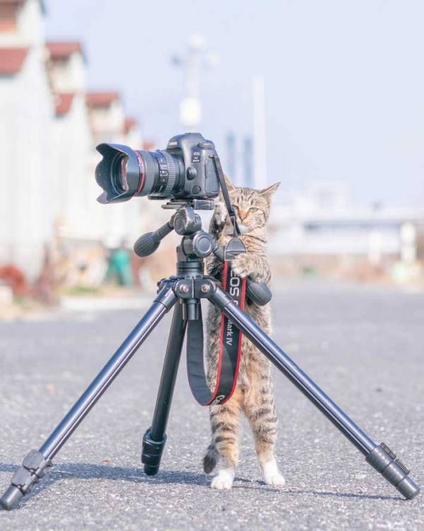もしかして、カメラマン？　猫の行動に２８万人が『いいね』