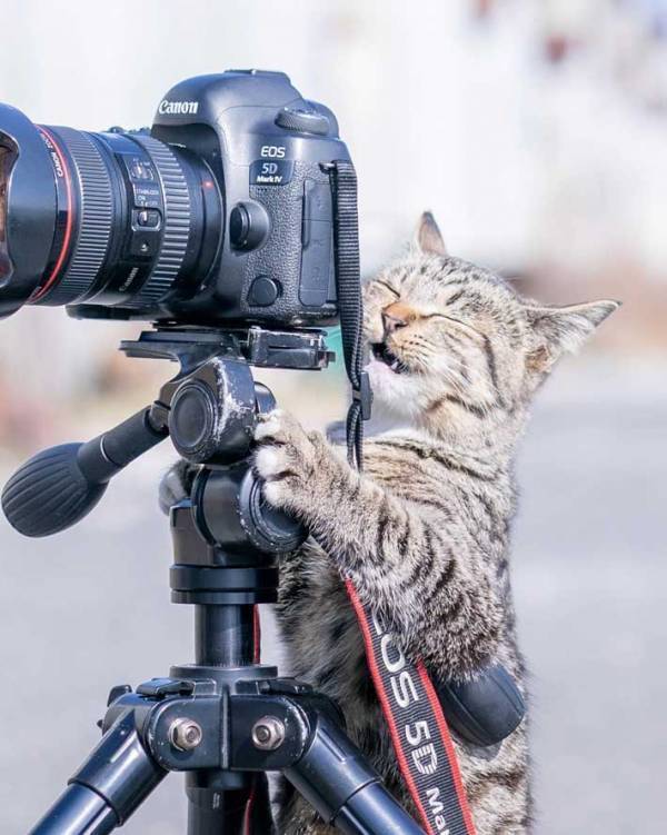 もしかして、カメラマン？　猫の行動に２８万人が『いいね』