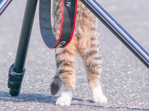 もしかして、カメラマン？　猫の行動に２８万人が『いいね』