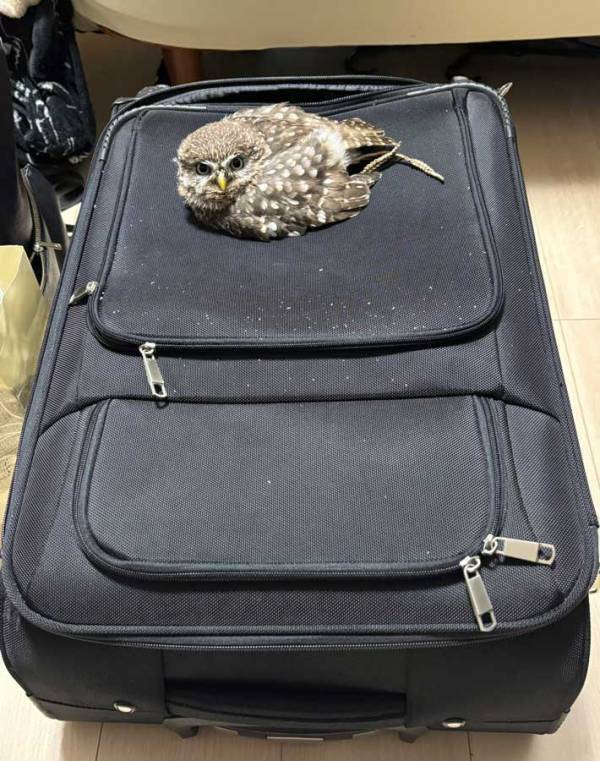 帰省するため準備をしてると？　カバンの上に…「絶対に行かせない」「私も連れてって」