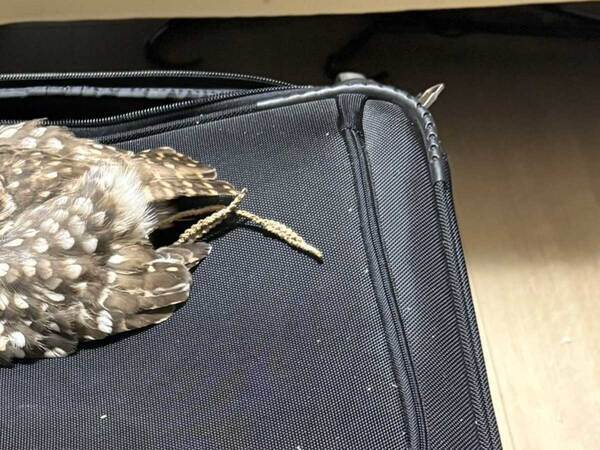 帰省するため準備をしてると？　カバンの上に…「絶対に行かせない」「私も連れてって」