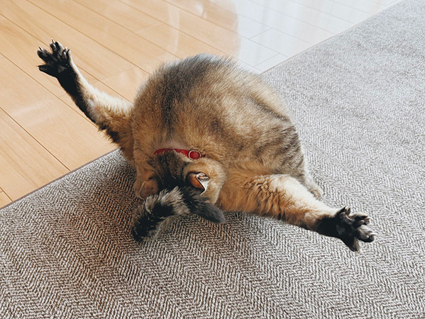 飼い主「撮らずにはいられなかった…」　状況が理解しづらい１枚が話題に！