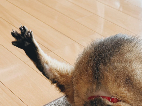 飼い主「撮らずにはいられなかった…」　状況が理解しづらい１枚が話題に！