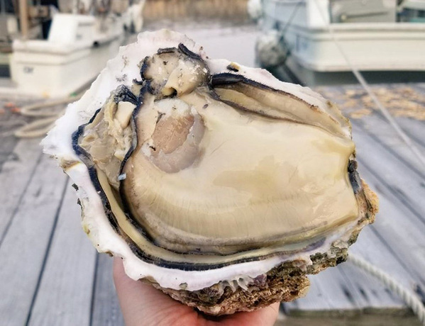 「こんな牡蠣、見たことありません！」　笑いが止まらない『ビジュアル』がこちら