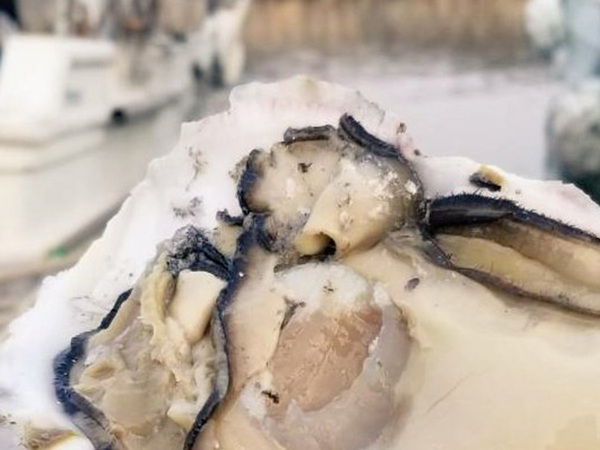 「こんな牡蠣、見たことありません！」　笑いが止まらない『ビジュアル』がこちら