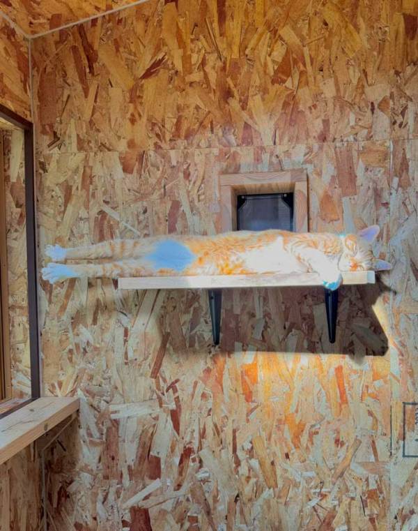 日差しを浴びながらくつろぐ猫　その姿に「完全に一体化」「猫とは思えない」