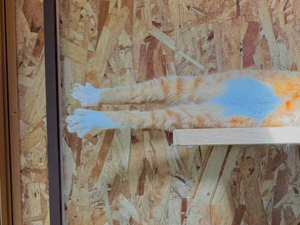 日差しを浴びながらくつろぐ猫　その姿に「完全に一体化」「猫とは思えない」