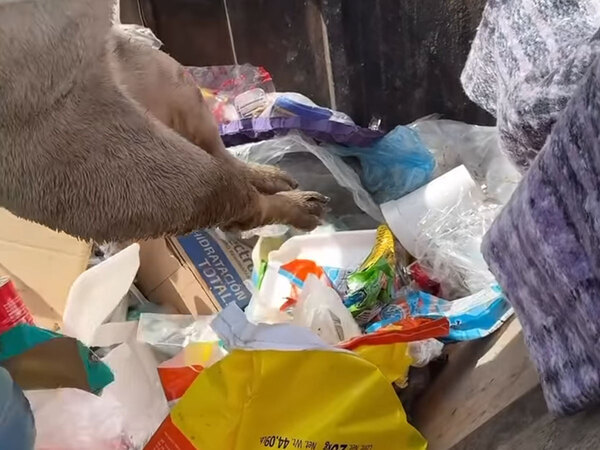 「まだ生きてる！」　ゴミの山から見つかったのは…「信じられない」