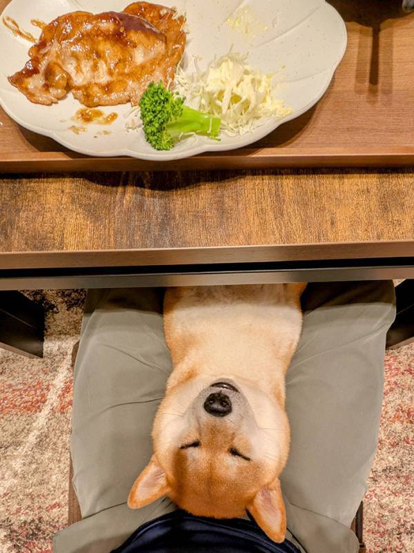 食事をしている最中、ヌッと現れたのは？　「かわいすぎるだろ」「クセが強い」