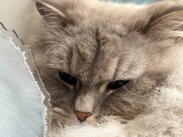 猫が抱きしめているのは？　まさかの正体に「デカすぎる」「本人かと思った」