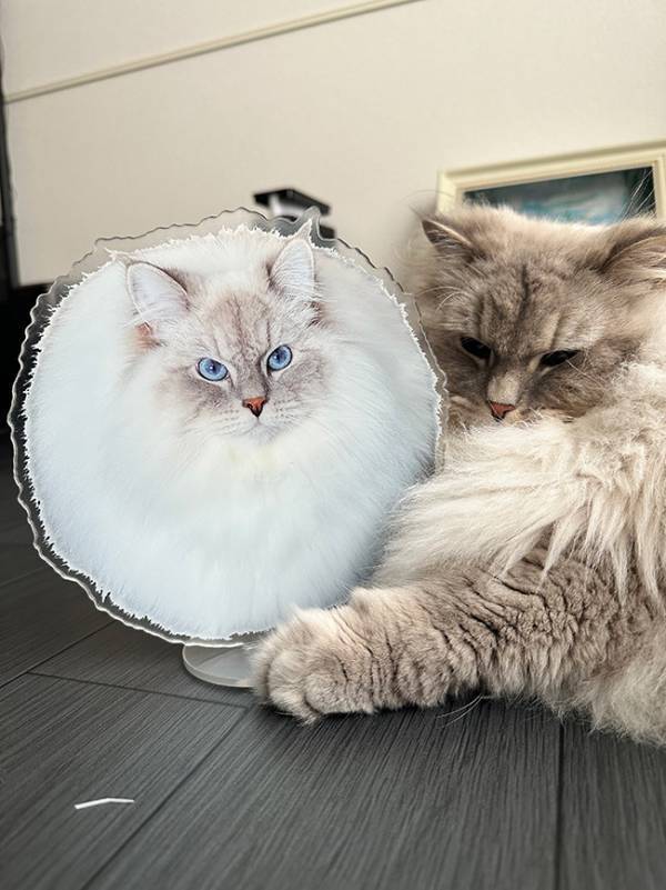 猫が抱きしめているのは？　まさかの正体に「デカすぎる」「本人かと思った」