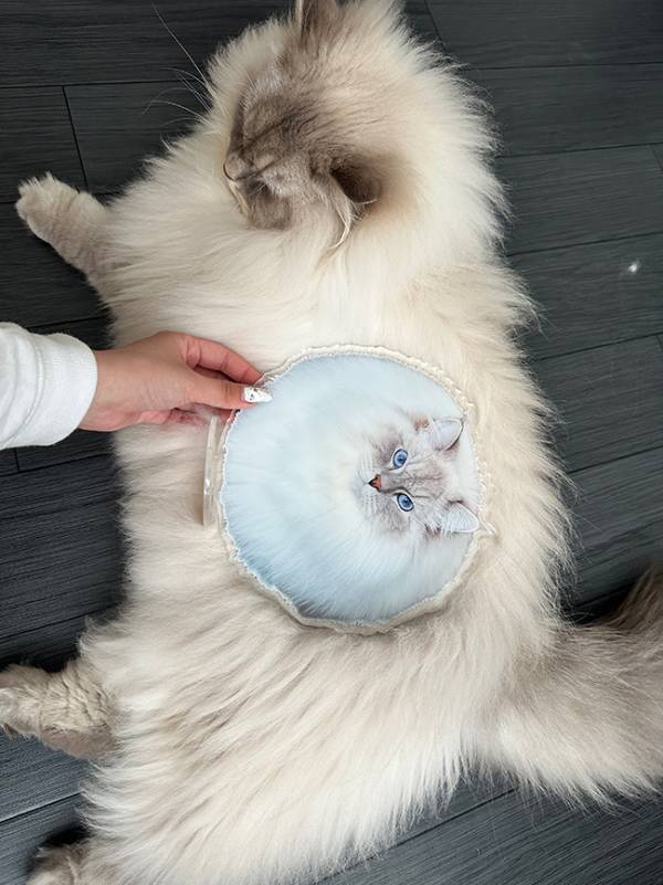 猫が抱きしめているのは？　まさかの正体に「デカすぎる」「本人かと思った」