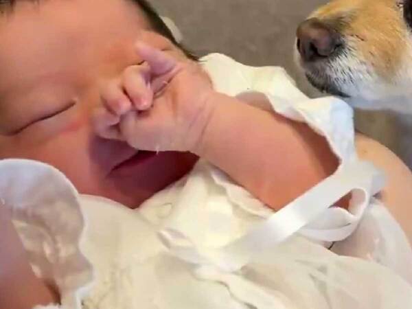 赤ちゃんと対面したポメ　まさかの行動に「涙腺崩壊」