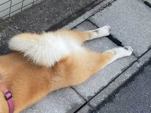 飼い主「もう帰ろう…」　独特な姿で散歩を楽しむ秋田犬に「笑った」「許しちゃう」