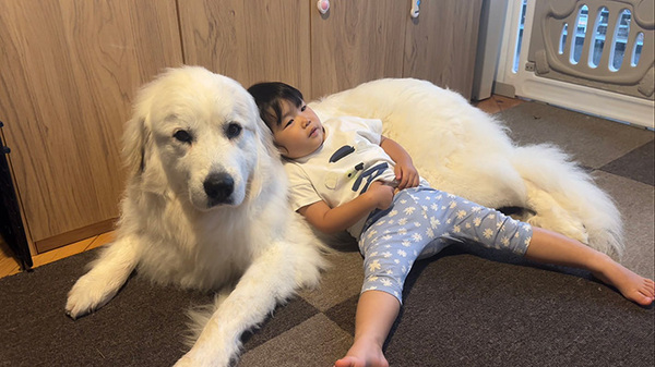 夏バテ中の３歳娘　『背もたれ』の代わりにしていたのが？「１００点満点」「最高」