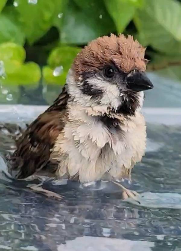 「ずっと見守っていたい…」　水浴び中の雀、まさかのビジュアルが？