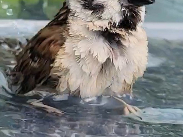 「ずっと見守っていたい…」　水浴び中の雀、まさかのビジュアルが？