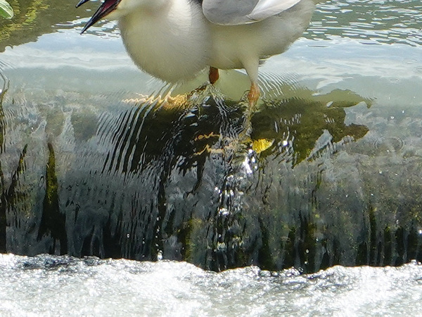 カラスとゴイサギのやり取りが…　激写した１枚に「笑った」「こんな本気なの初めて見た」
