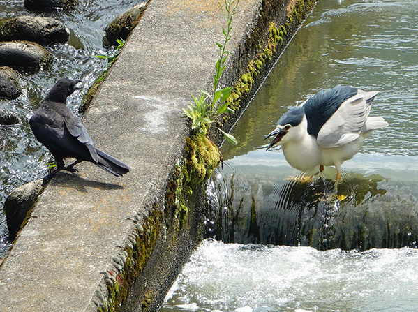 カラスとゴイサギのやり取りが…　激写した１枚に「笑った」「こんな本気なの初めて見た」