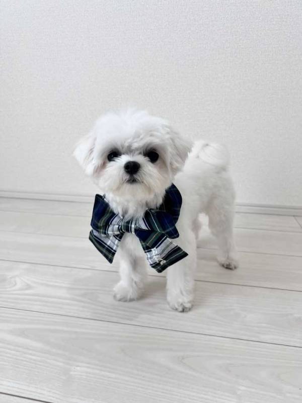 起きてすぐにカーテンを見たら…　一瞬戸惑う『光景』に「カーテンのお化け」「バレリーナ？」