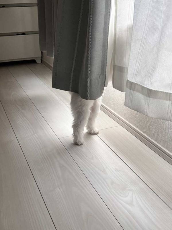 起きてすぐにカーテンを見たら…　一瞬戸惑う『光景』に「カーテンのお化け」「バレリーナ？」