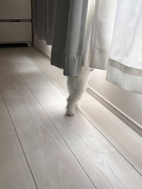 起きてすぐにカーテンを見たら…　一瞬戸惑う『光景』に「カーテンのお化け」「バレリーナ？」